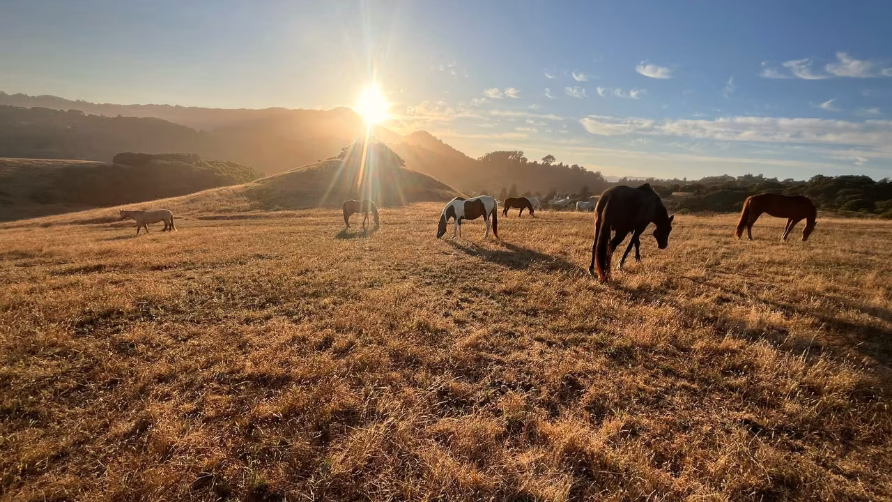 Quiet horses grazing in golden grass at first light in the coastal hills.